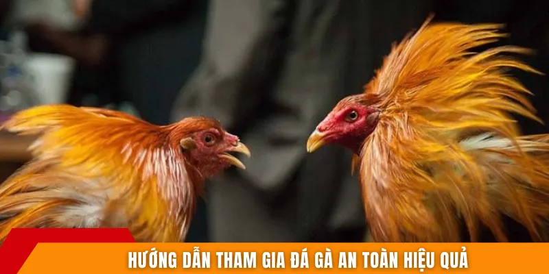 Hướng dẫn tham gia đá gà an toàn hiệu quả
